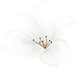 https://almyandzach.com/wp-content/uploads/2020/12/home_04_flower_01.png