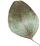 https://almyandzach.com/wp-content/uploads/2020/12/separate_leaf-2.png